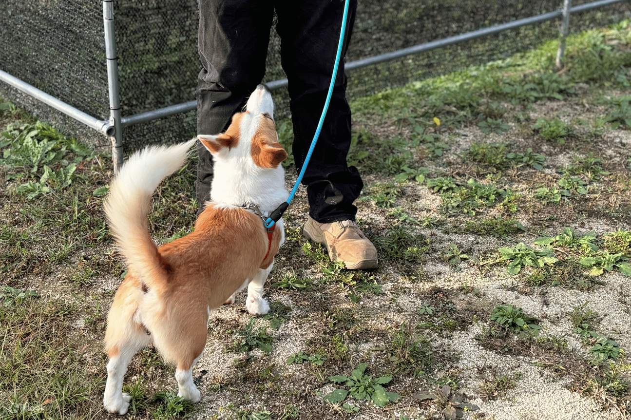 Expérience à la ferme animalière de Yeoju : nourrissez, jouez et créez des liens avec des chiens et des chats
